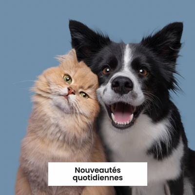 Nouveautés quotidiennes