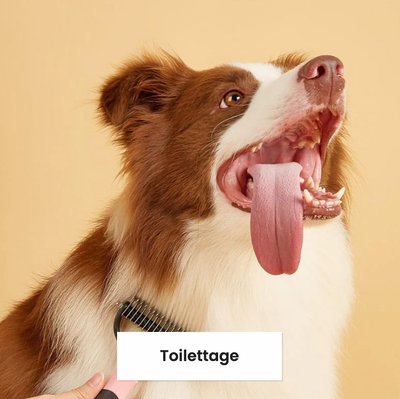 Toilettage