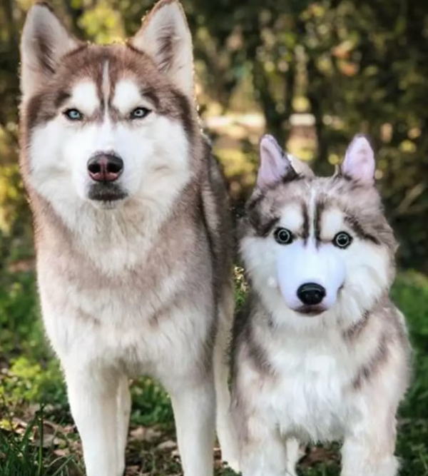 ÉTAPE 3 – Votre ForeverPet™ prend vie