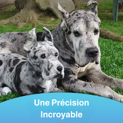 ForeverPet™ – La peluche artisanale & unique de votre compagnon adoré