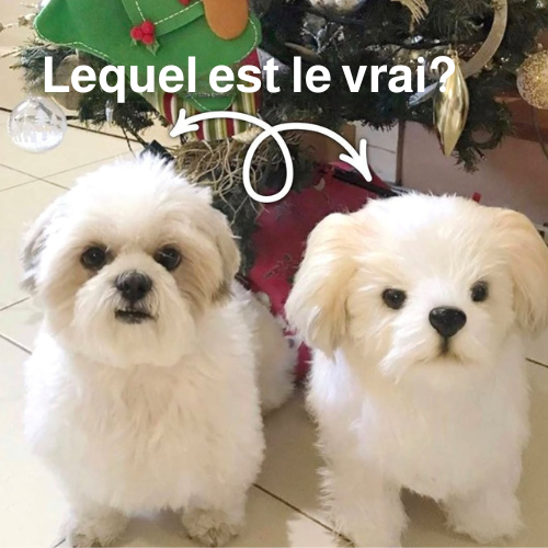 ForeverPet™ – La peluche artisanale & unique de votre compagnon adoré