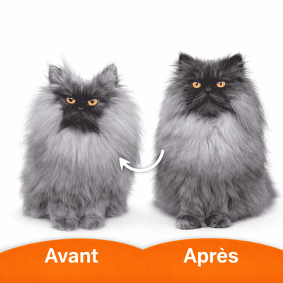 reproduction fidèle photo chat en peluche personnalisée