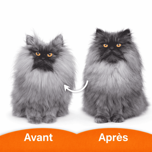 reproduction fidèle photo chat en peluche personnalisée