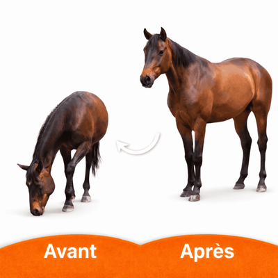 transformation photo cheval en peluche réaliste