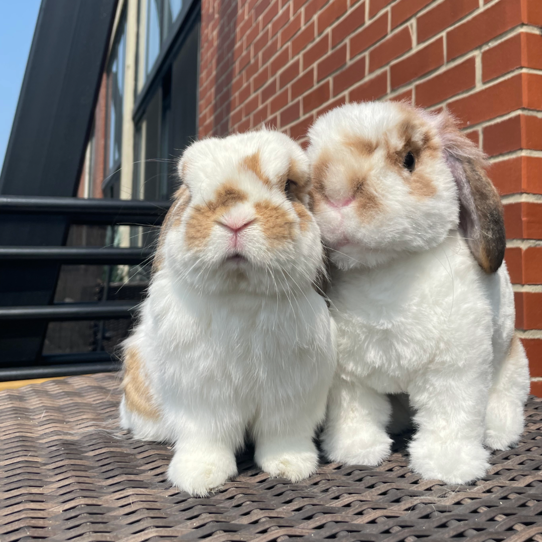 Original Plush Cuddle Clone - Klicshop